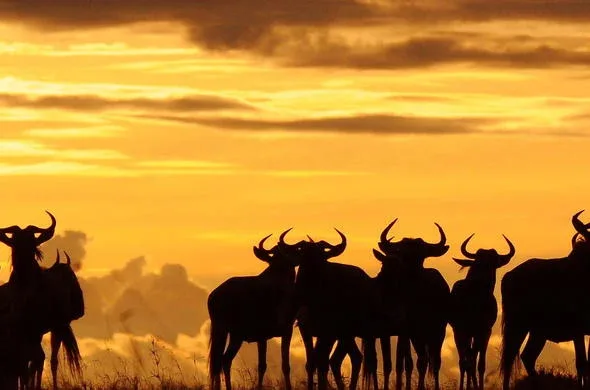 Great Migration - River Crossing | 10 Days photo 1