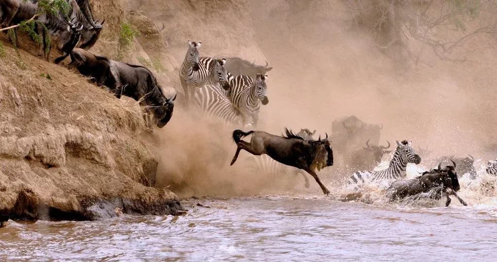 Great Migration - River Crossing | 10 Days photo 2