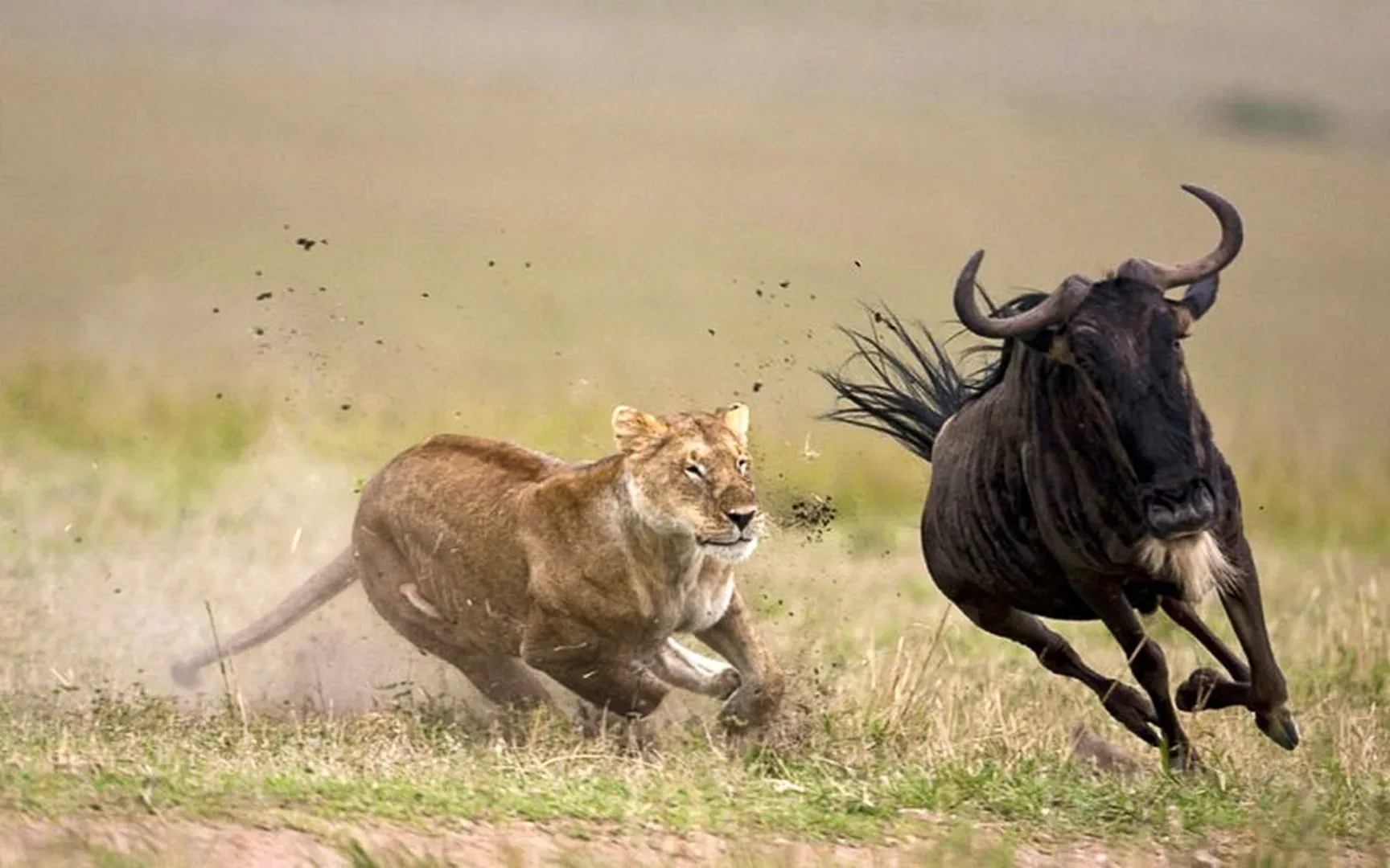 Great Migration - River Crossing | 10 Days photo 8