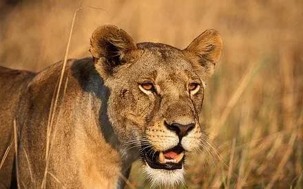 3 DAYS GROUP CAMPING - SERENGETI & NGORONGORO photo 2