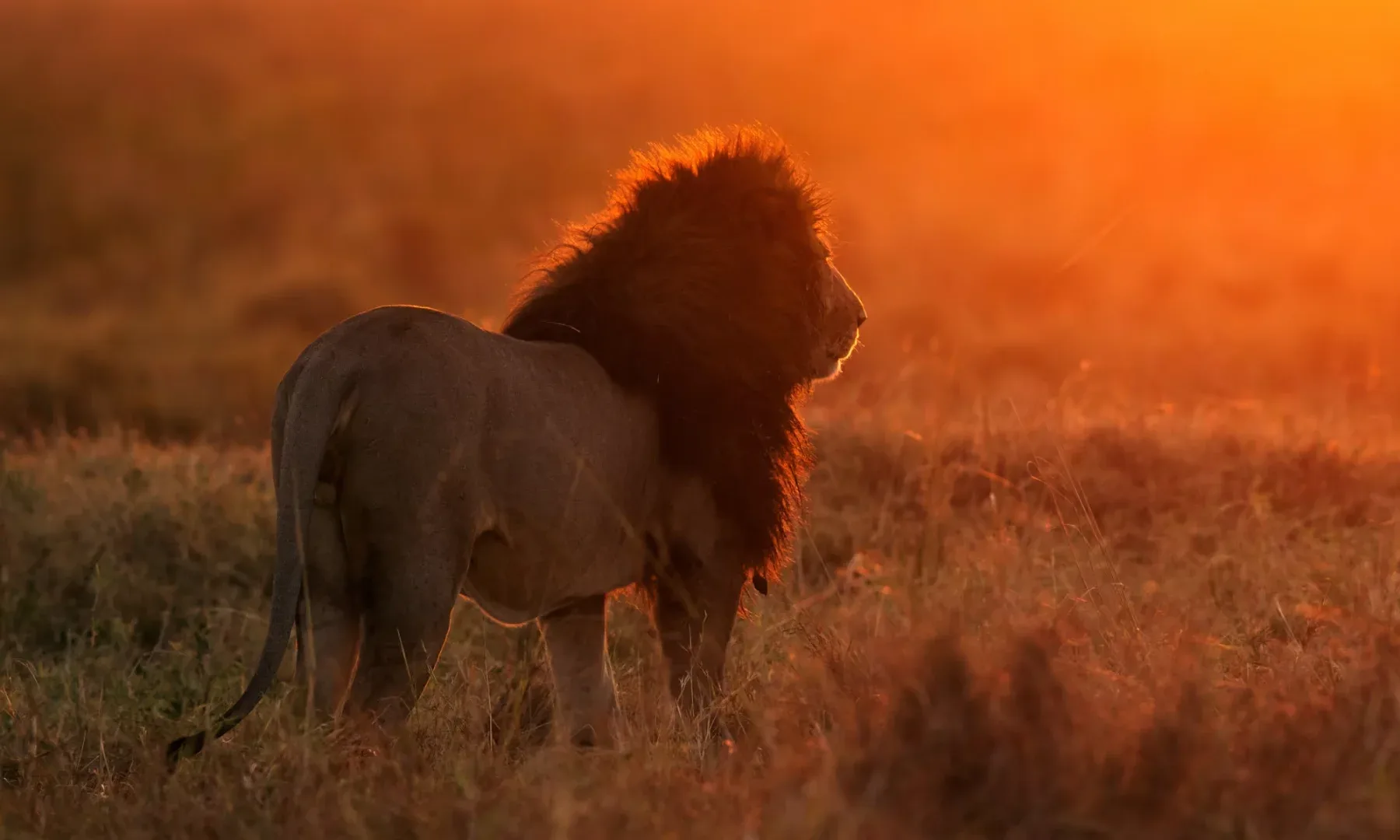 Tanzania Big Five & Great Migration Adventure