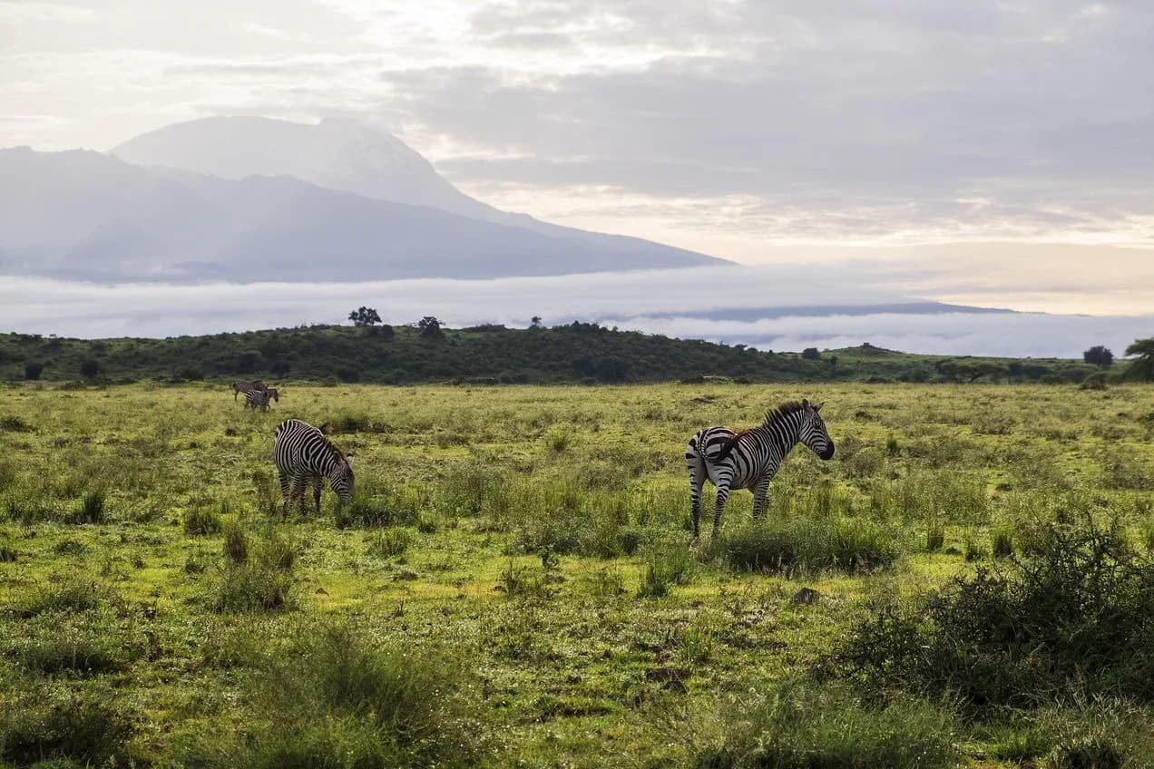 HONEYMOON SAFARI - 9 DAYS photo 1