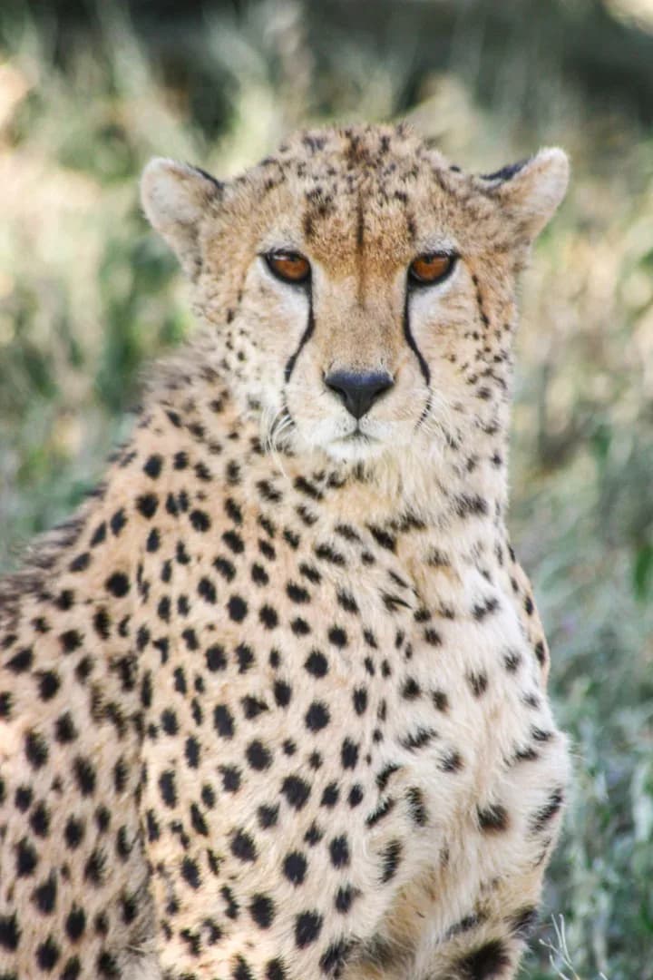 HONEYMOON SAFARI - 9 DAYS photo 5