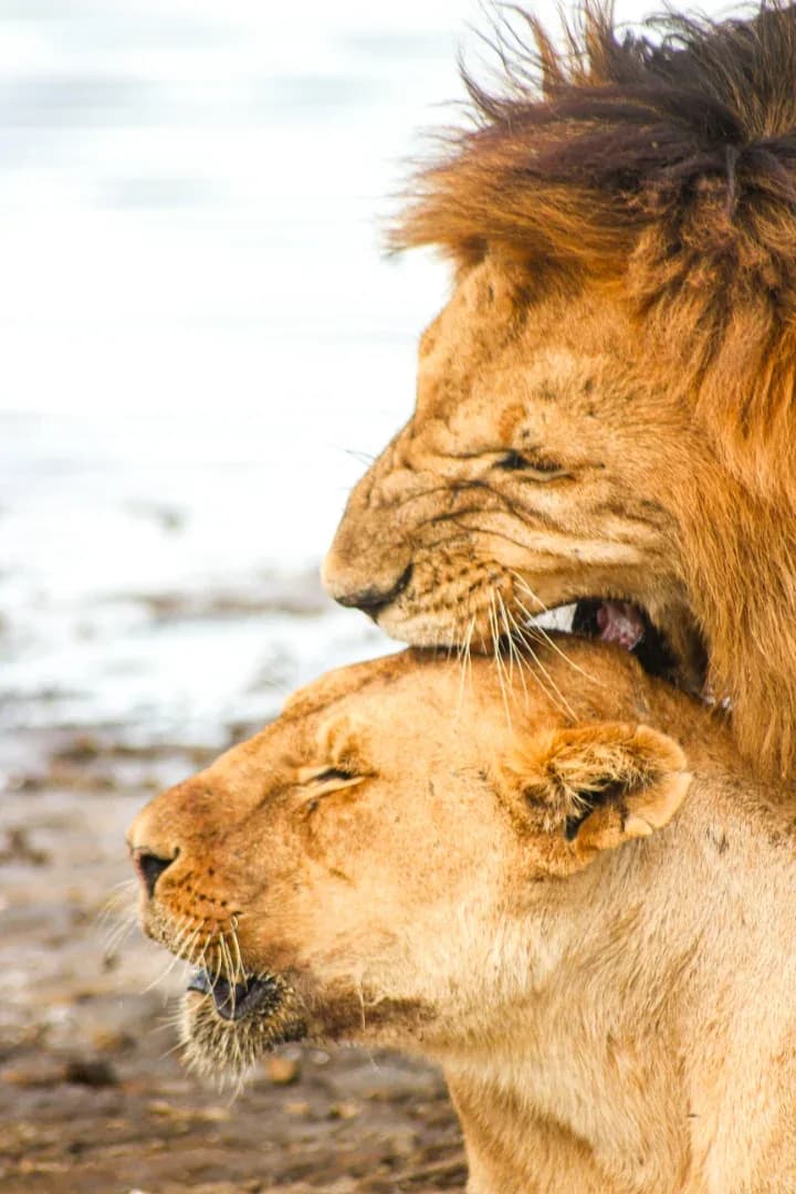 HONEYMOON SAFARI - 9 DAYS photo 6