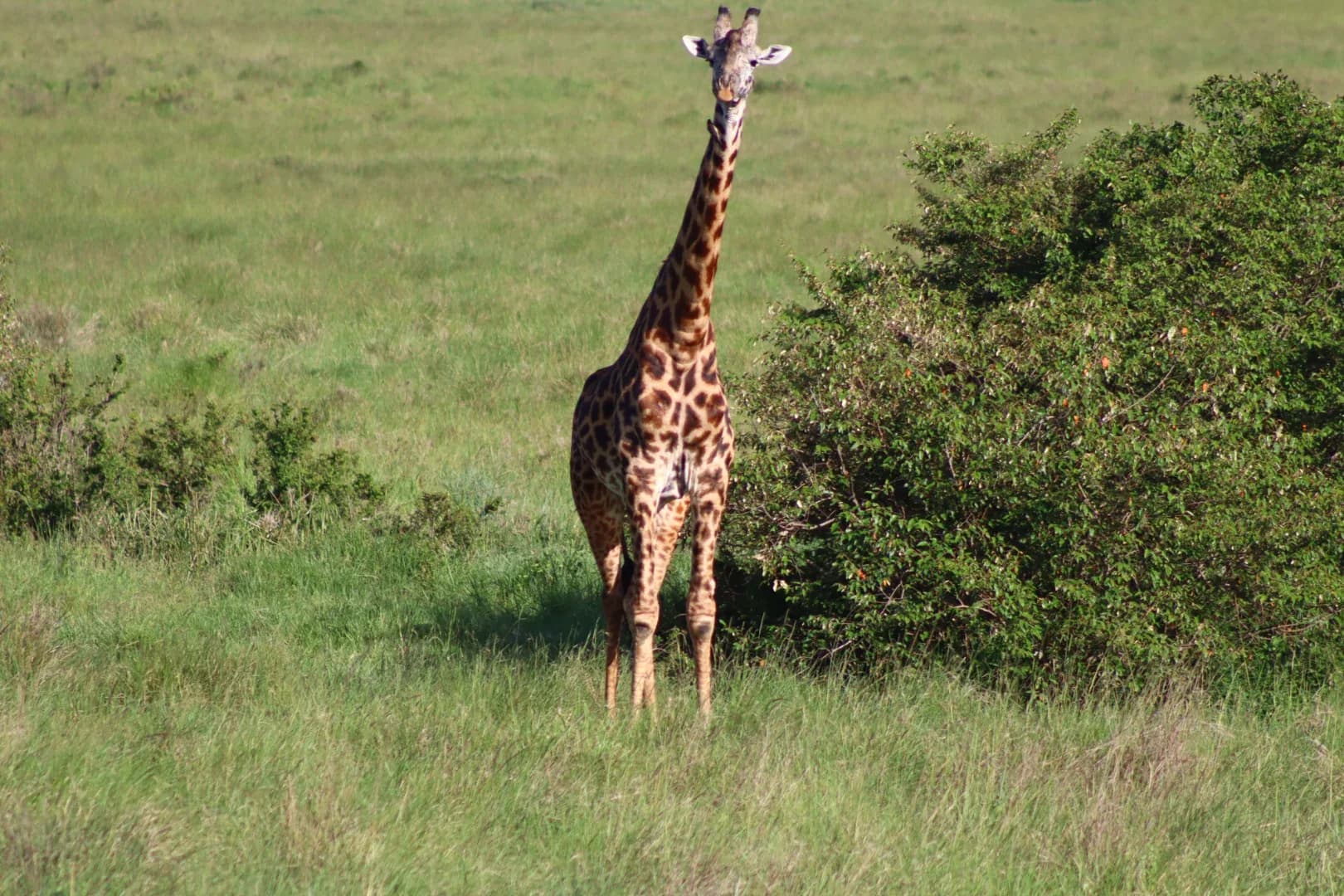 3 Days Masai Mara Fascinating Safari Adventure photo 14