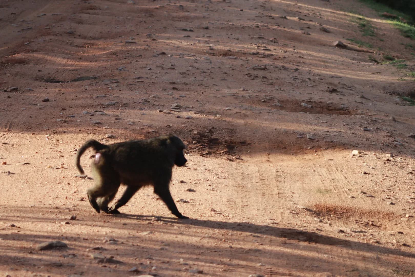 3 Days Masai Mara Fascinating Safari Adventure photo 19