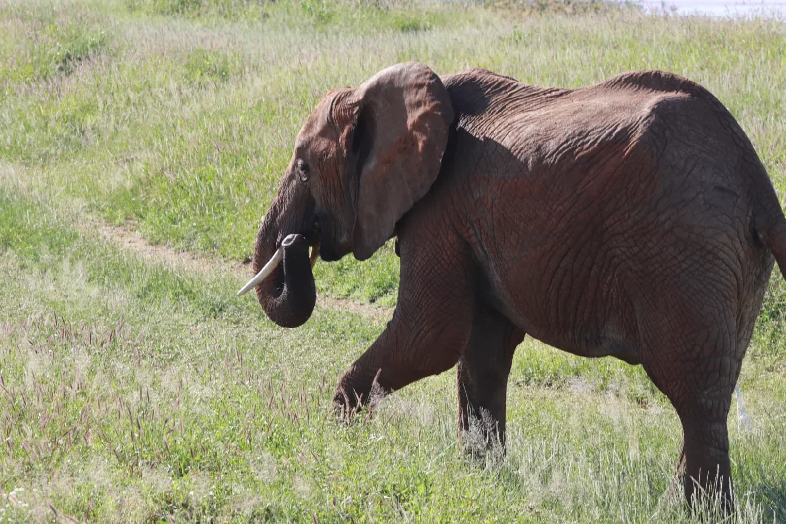 2 days Amboseli National Park Safari Adventure