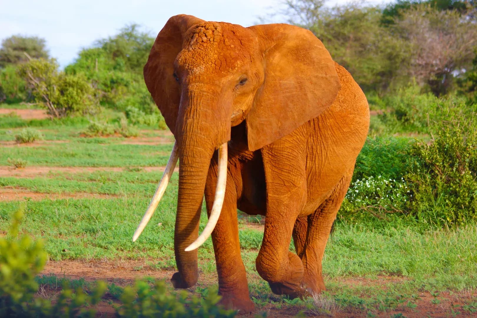 Splendid Tanzania Safari photo 2