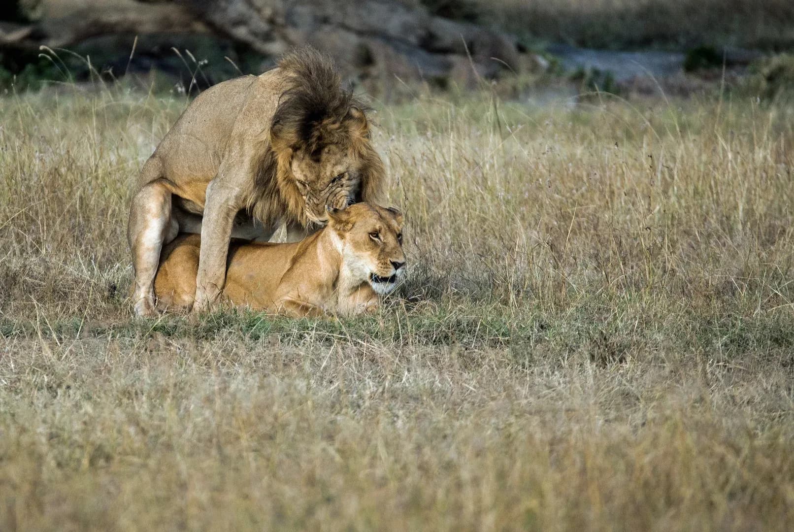 Splendid Tanzania Safari photo 4