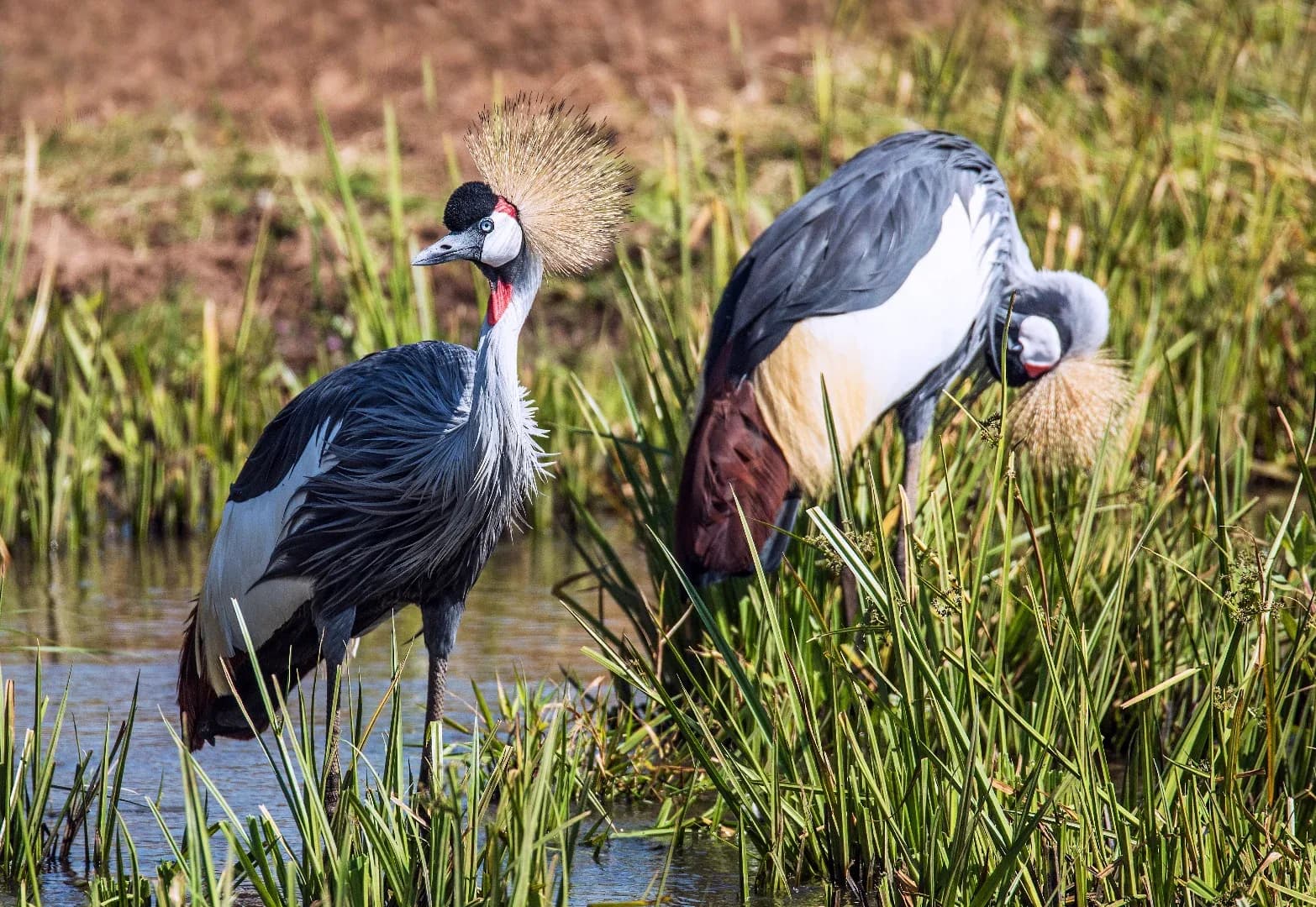 Splendid Tanzania Safari photo 5