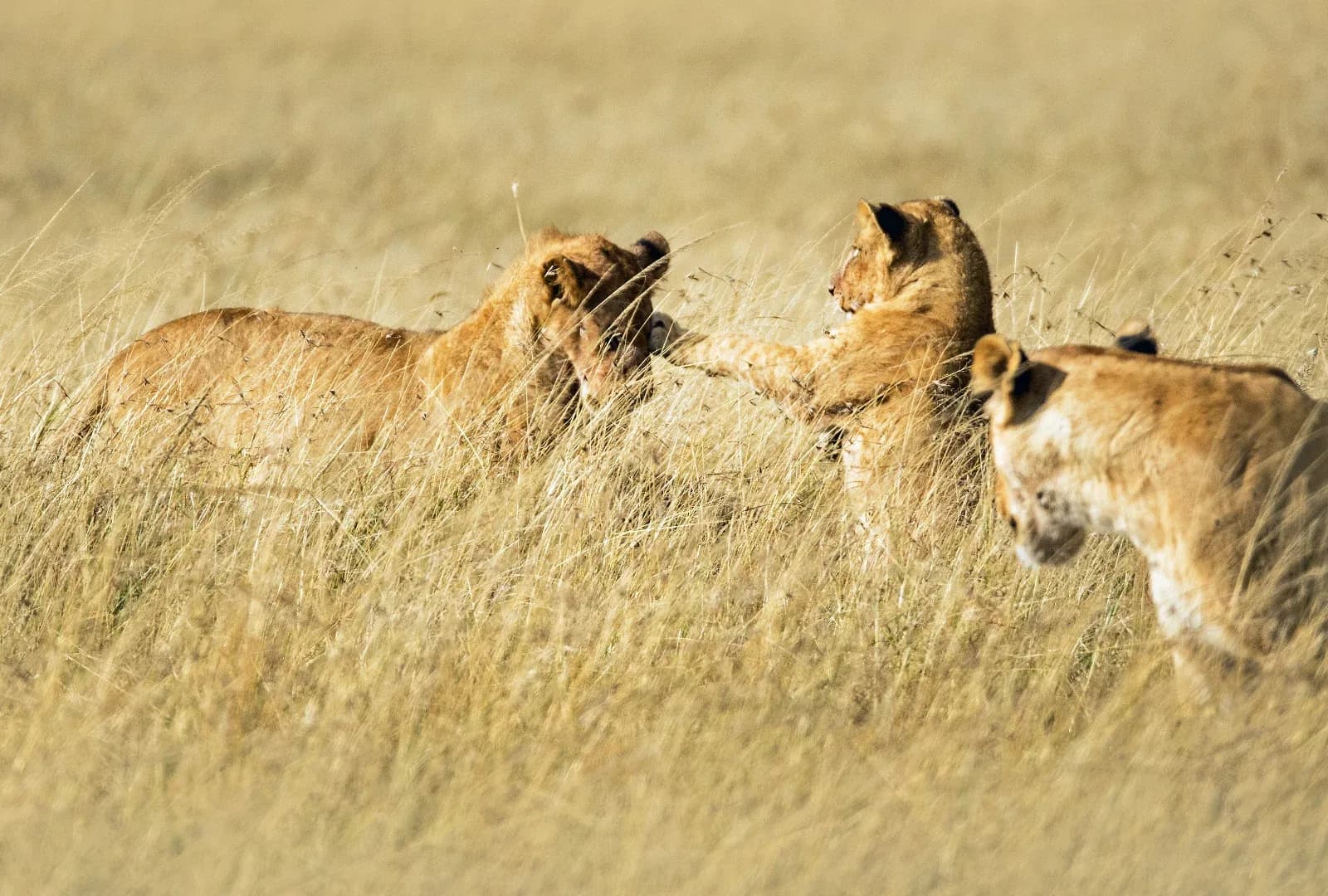 Hakuna Matata Serengeti Safari photo 3