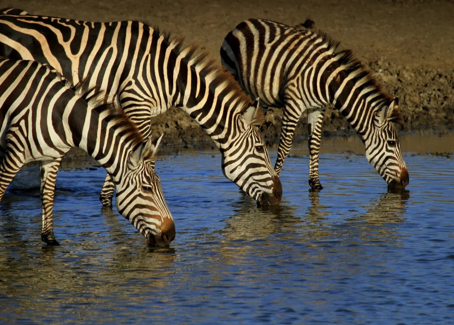 Hakuna Matata Serengeti Safari photo 5
