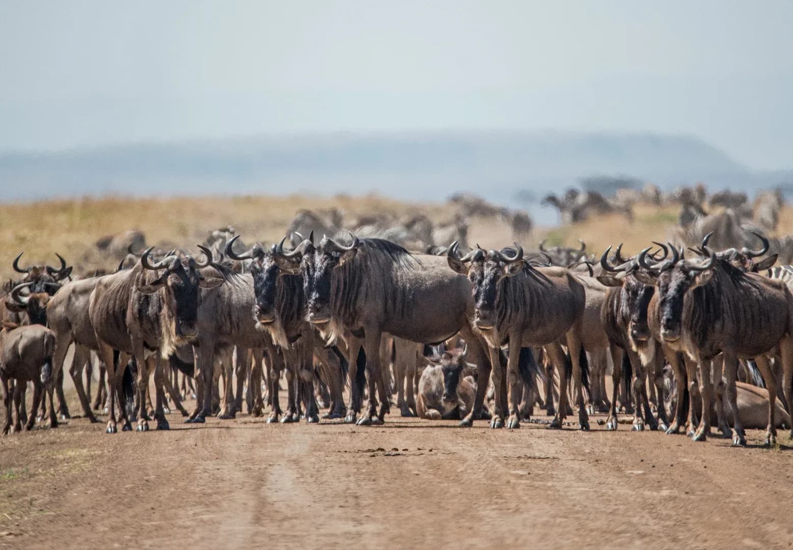 Hakuna Matata Serengeti Safari photo 6
