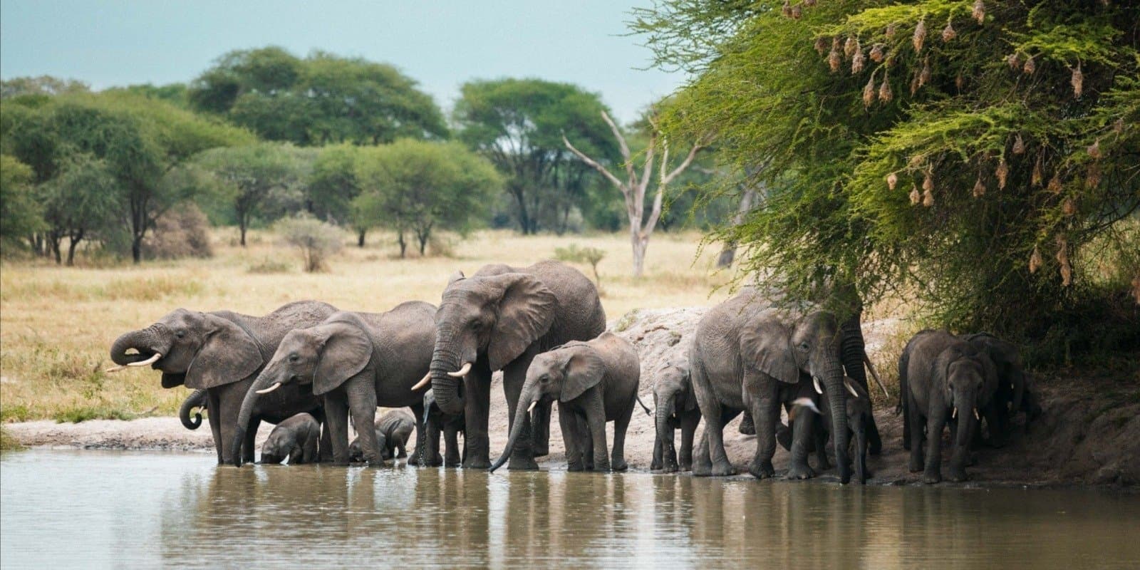 Great Migration Safari