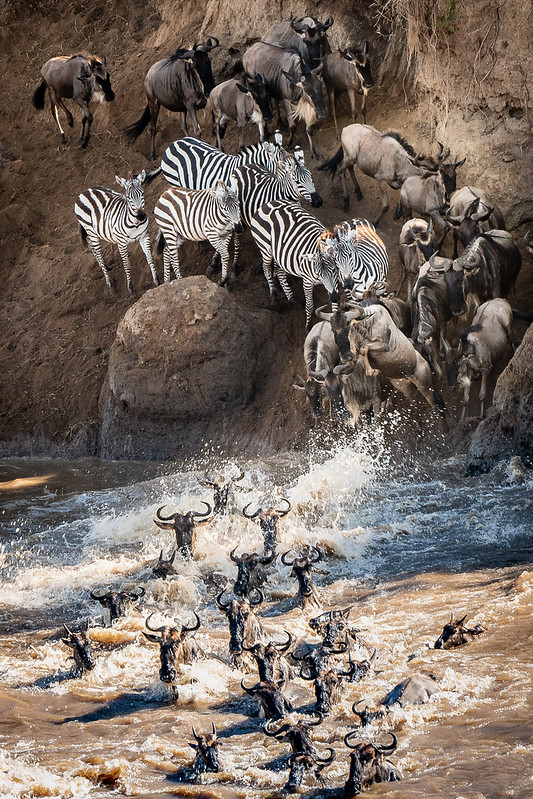 Serengeti wildlife